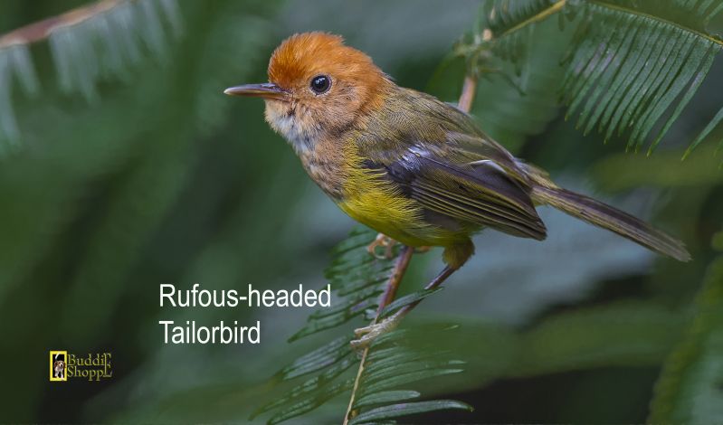 Rufous-headed Tailorbird